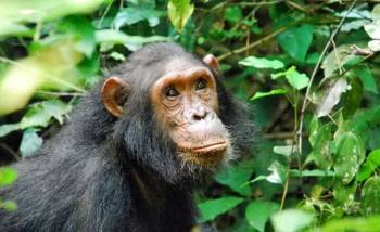 3 Days Bwindi Gorilla Trekking Tour