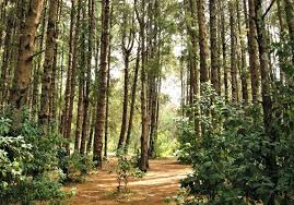 Wayanad And Ooty Adventure 4 Nights - 5 Days Tour