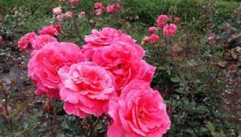 2 Nights 3 Days Ooty Tour Package