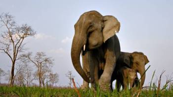 Awesome Assam 5 Night - 6 Days Tour