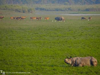 Kaziranga Safari 3N - 4D Tour Package