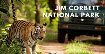 1N - 2D Amazing Jim Corbett Tour Package