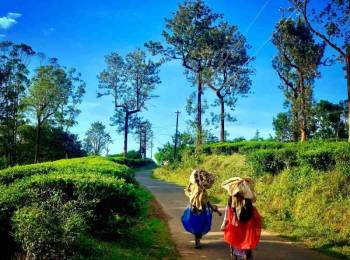 Wayanad Tour Package for Couples 2 Nights 3 Days