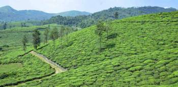 Thekkady Tour Packages