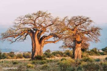 6N - 7D Tanzania Safari Tour