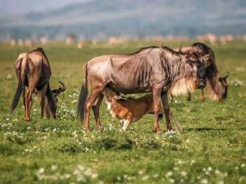 Ngorongoro Tour Packages