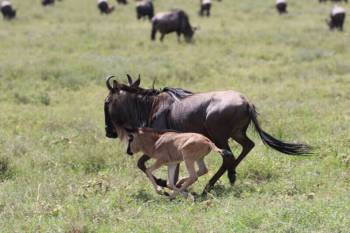 Ngorongoro Tour Packages