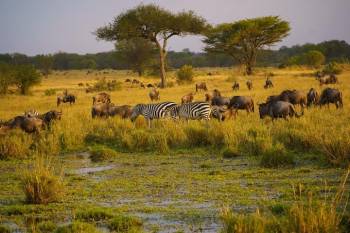Ngorongoro Tour Packages