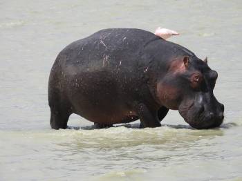 4-Day Amazing Tanzania Wildlife & Cultural Experience Safari