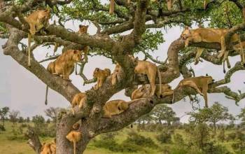 4-Day Amazing Tanzania Wildlife & Cultural Experience Safari