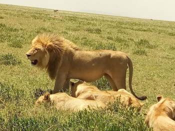 4-Day Amazing Tanzania Wildlife & Cultural Experience Safari