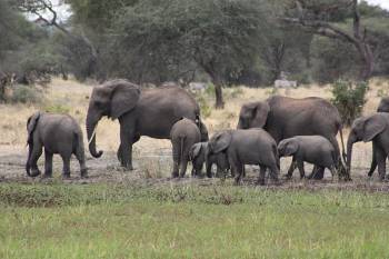 4-Day Amazing Tanzania Wildlife & Cultural Experience Safari