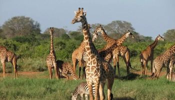 Tarangire & Ngorongoro in 2 Days – Departing from Zanzibar