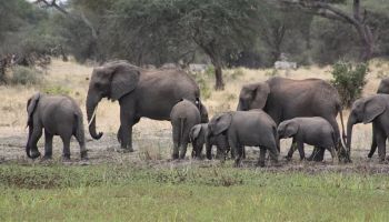 Tarangire & Ngorongoro in 2 Days – Departing from Zanzibar