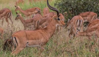 Tarangire & Ngorongoro in 2 Days – Departing from Zanzibar