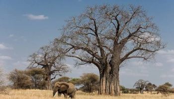 Tarangire & Ngorongoro in 2 Days – Departing from Zanzibar