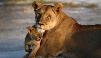 Tarangire & Ngorongoro in 2 Days – Departing from Zanzibar