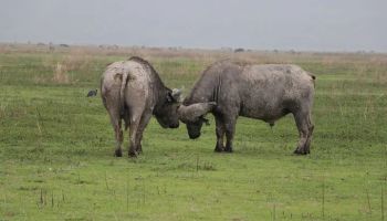 Tarangire & Ngorongoro in 2 Days – Departing from Zanzibar