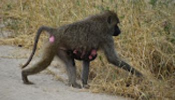 Tarangire & Ngorongoro in 2 Days – Departing from Zanzibar