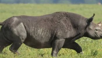 Tarangire & Ngorongoro in 2 Days – Departing from Zanzibar