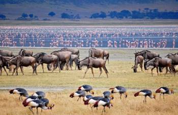 6-day Bird-watching Safari in Tanzania