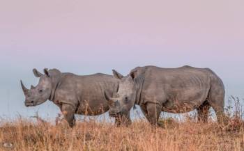 6-day Bird-watching Safari in Tanzania