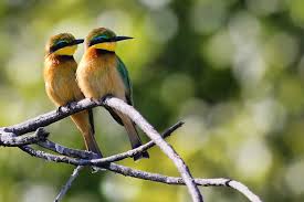 6-day Bird-watching Safari in Tanzania