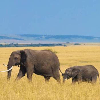Ngorongoro Tour Packages