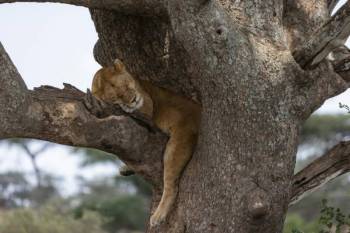 3 – Day from Zanzibar to Tarangire, Ngorongoro & Manyara