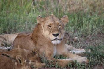 3 – Day from Zanzibar to Tarangire, Ngorongoro & Manyara