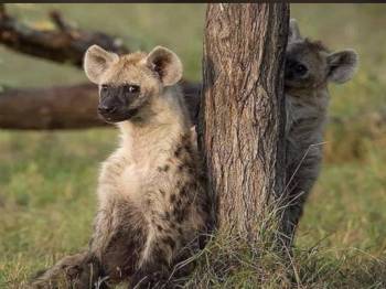 3 – Day from Zanzibar to Tarangire, Ngorongoro & Manyara