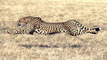 2-Day Fly-in Safari from Zanzibar to Serengeti & Ngorongoro Crater