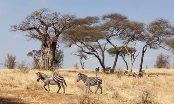 2-Day Tarangire & Ngorongoro Safari from Zanzibar