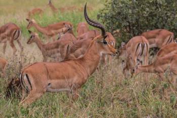 2-Day Tarangire & Ngorongoro Safari from Zanzibar