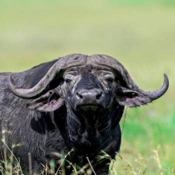 2-Day Tarangire & Ngorongoro Safari from Zanzibar
