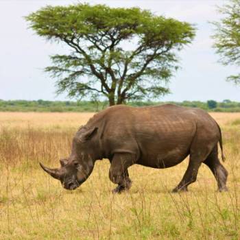 2-Day Tarangire & Ngorongoro Safari from Zanzibar