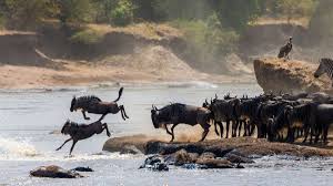9 Days of the Great Migration: Witness the Mara River Crossing
