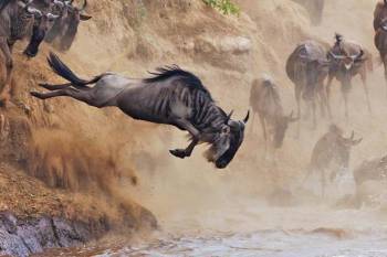 9 Days of the Great Migration: Witness the Mara River Crossing