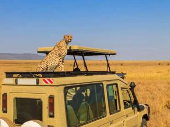 The Ultimate 10-Day African Escape: Safari & Island Bliss