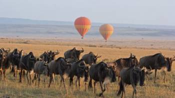 3 Days Incredible Great Migratio Serengeti Tour