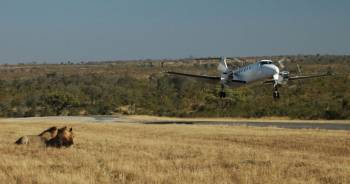 4 Days Fly In - Fly Out Great Migration Tour