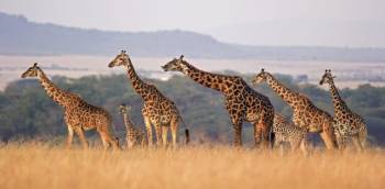3 Days Ultimate Wildlife - Cultural Experience Tour