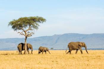 2 Day Tarangire - Ngorongoro Crater Safari Tour From Zanzibar