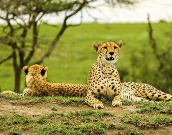 Manyara Tour Packages