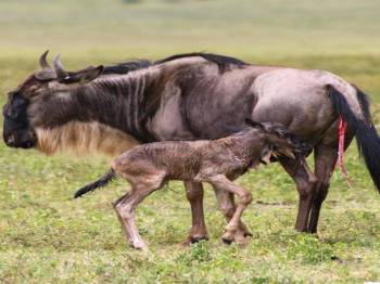6 Day Calving Season - Ndutu - Serengeti Migration Tour