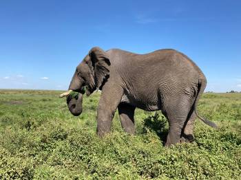 Ngorongoro Tour Packages