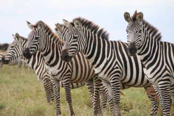 4 Day Mid-Range Tanzania Safari Tour
