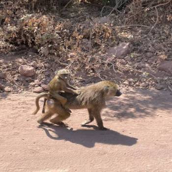 Manyara Tour Packages