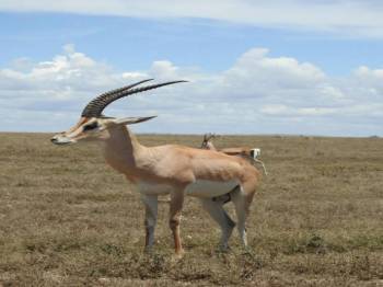 4 Day Mid-Range Tanzania Safari Tour