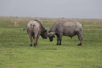 4 Day Mid-Range Tanzania Safari Tour